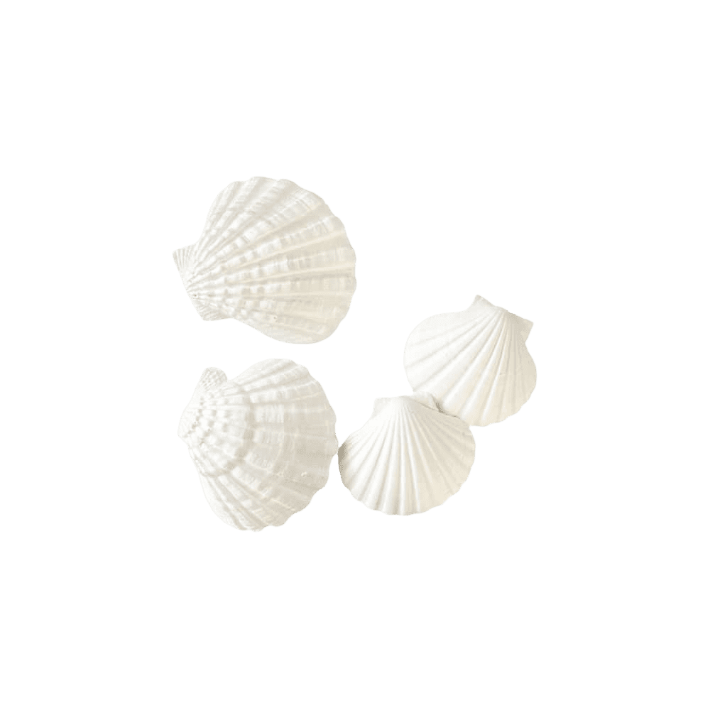 Classic Seashell