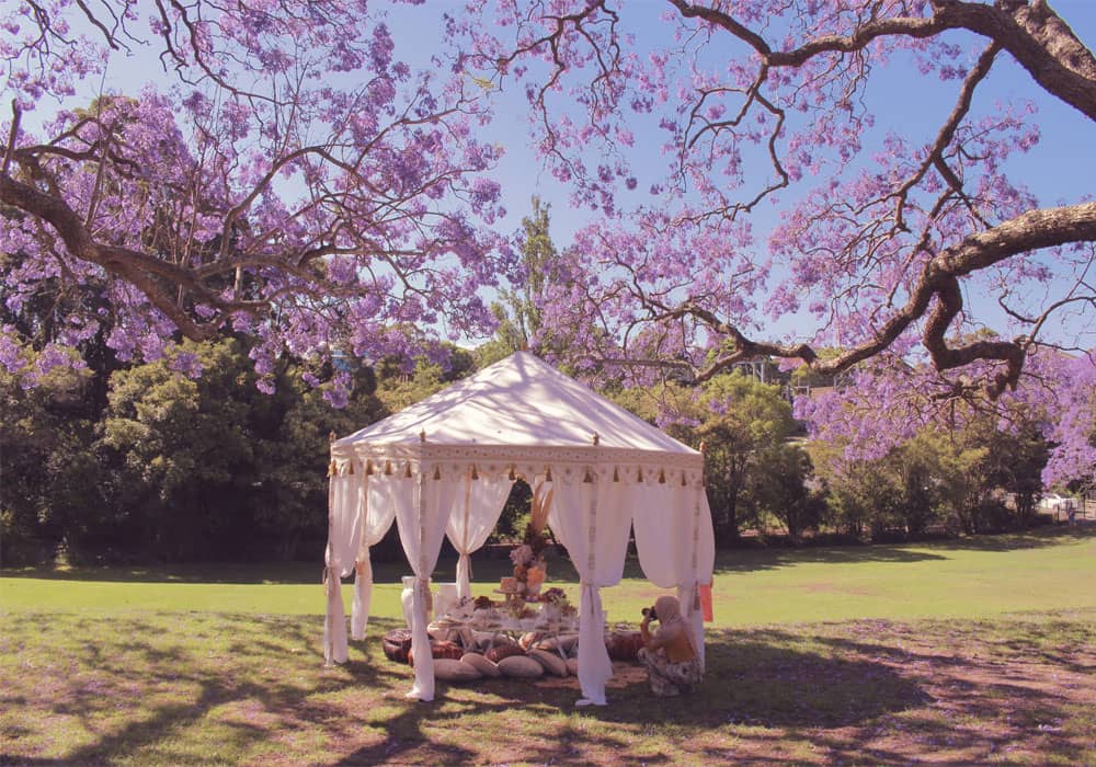 jacaranda4